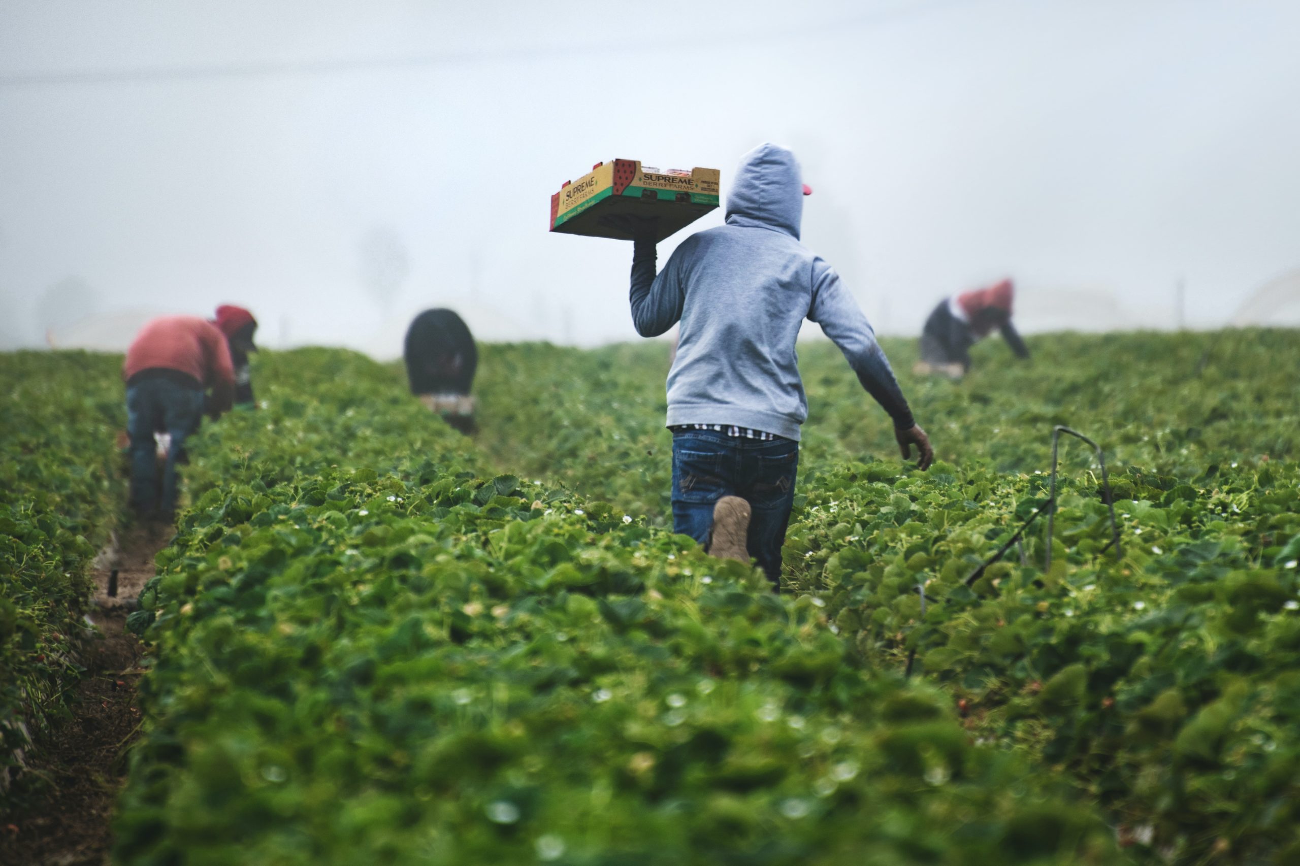 tim-mossholder-xDwEa2kaeJA-unsplash Photo of workers working in the field.